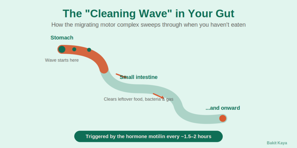 Diagram of the migrating motor complex cleaning wave moving from the stomach through the small intestine
